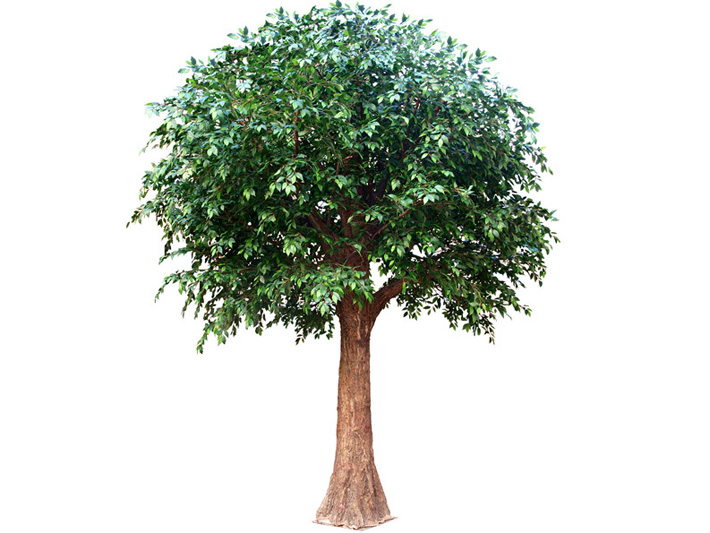 仿真树-自然型美国榕