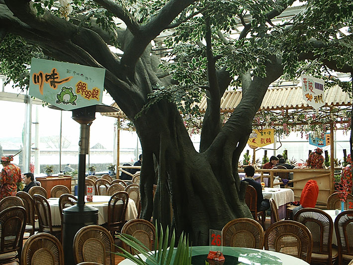 餐厅类古榕树