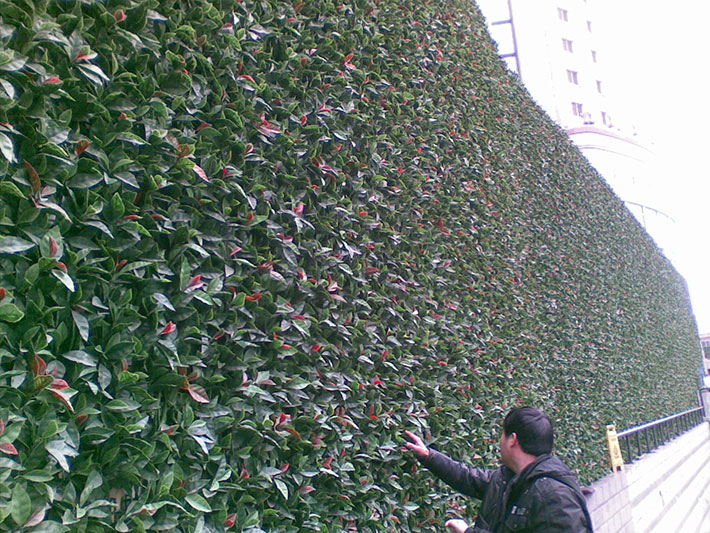 植物墙 (1)